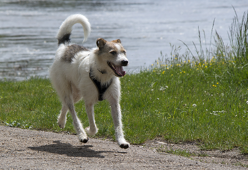 Tour Loire 05 - 201520150504_05044970 als Smartobjekt-1 Kopie.jpg - Da ist auch der Felix wieder Putzmunter....